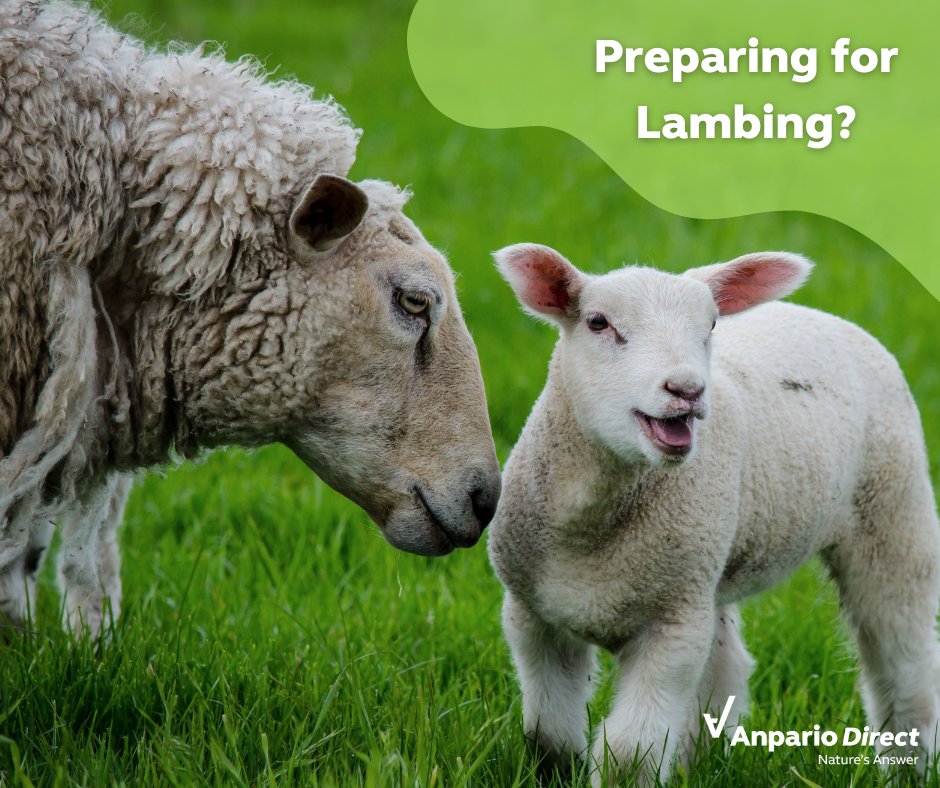 AnparioDirect's tweet photo. Preparing for #lambing? 🐑

Did you know? Oregano essential oil is naturally aromatic and highly palatable, making feed more appealing to many ewes and lambs. Consistent forage intake plays an important role in maintaining normal digestive function. https://t.co/0jo9T5hpnc https://t.co/esIm2qDBXx