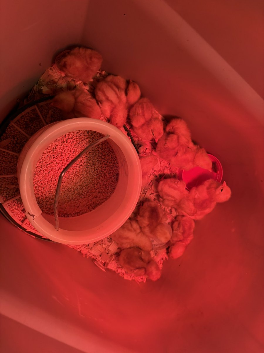 We have lil 3 day old chicks now!!!

On top of a bunch of seedlings of herbs and veggies, we are almost fully prepared for summer now 👏🥸✨

Moving them out of this temporary container today into something bigger 👌