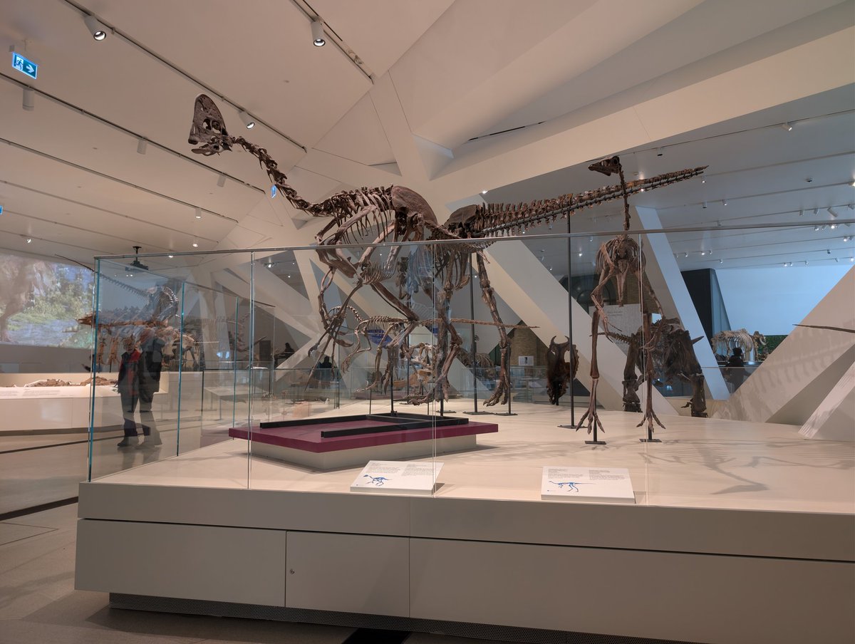 DinosaurDungeon's tweet photo. Finally the able to check out the new dinosaur exhibit @ROMtoronto @DavidEvans_ROM and his team did a great job!
#romtoronto #royalontariomuseum #dinosaur #paleontology #museum https://t.co/DaiErdHZGq