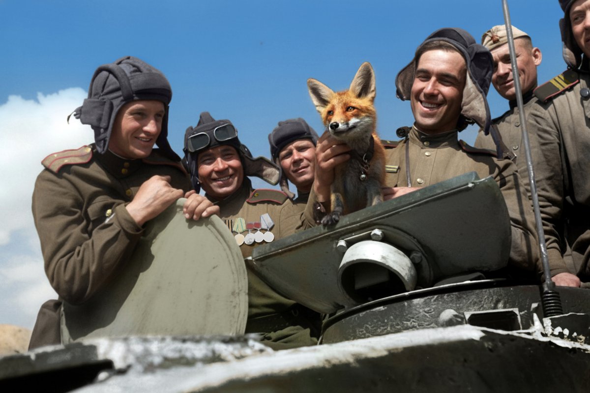 PicturesUssr's tweet photo. A tank crew with the unit’s favorite — a little fox named Trofeyka. Leningrad Front, 1944. Photo by Vsevolod Tarasevich. (colorized) https://t.co/5tJvPv56xv