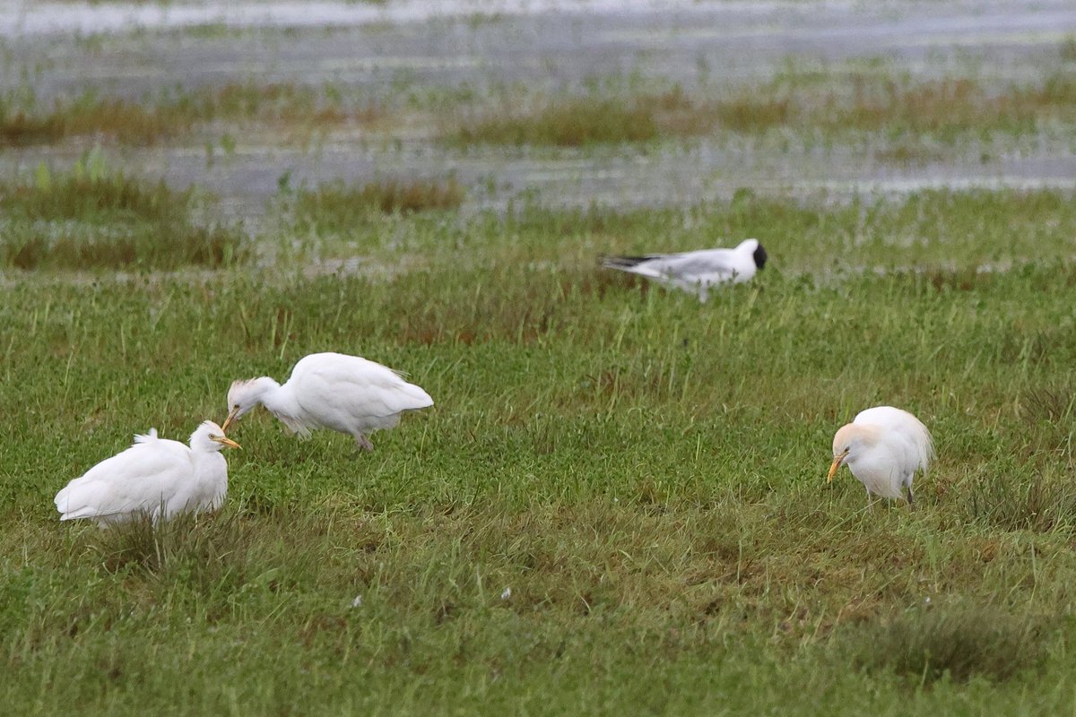 robinmmorrison's tweet photo. #Cattle #Egrets on the slightly less flooded fields close to the River #Parrett near #Muchelney #Somerset this afternoon. https://t.co/cfQQLRlhWF