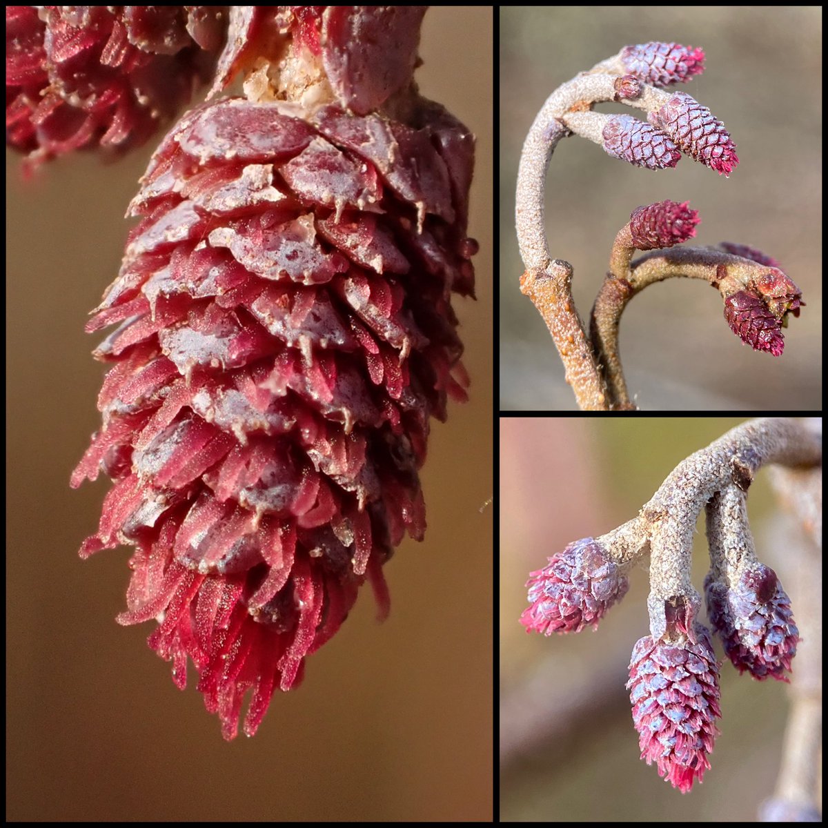 StevePa46290725's tweet photo. I’m a little obsessed by tree ‘flowers’ at the moment. The are the female ‘flowers’ or strobili of the Alder tree. Aren’t they beautiful! They really contrast with the lovely purple male catkins. #tree #flower #alder South Wales 22/2/2026 https://t.co/gYBaCEwGs8