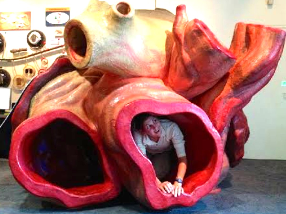 ThinkAb0utItt's tweet photo. (2/3) You could crawl through the arteries of a blue whale's heart. https://t.co/z39NqL1fZ2