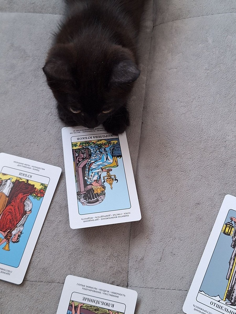 Black cats are not bad luck (@visualscat) on Twitter photo 