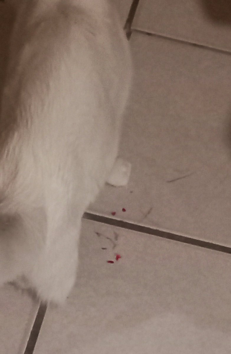 Con todo lo que esta pasando me da pena pero cada vez se lastima mas su muslito.
Holi, les presento a mi gatito Mittsu, lo adopte por que nadie lo queria por su falta de patita, la señora me dijo que habia nacido asi cosa que la veterinaria dijo que no era posible+