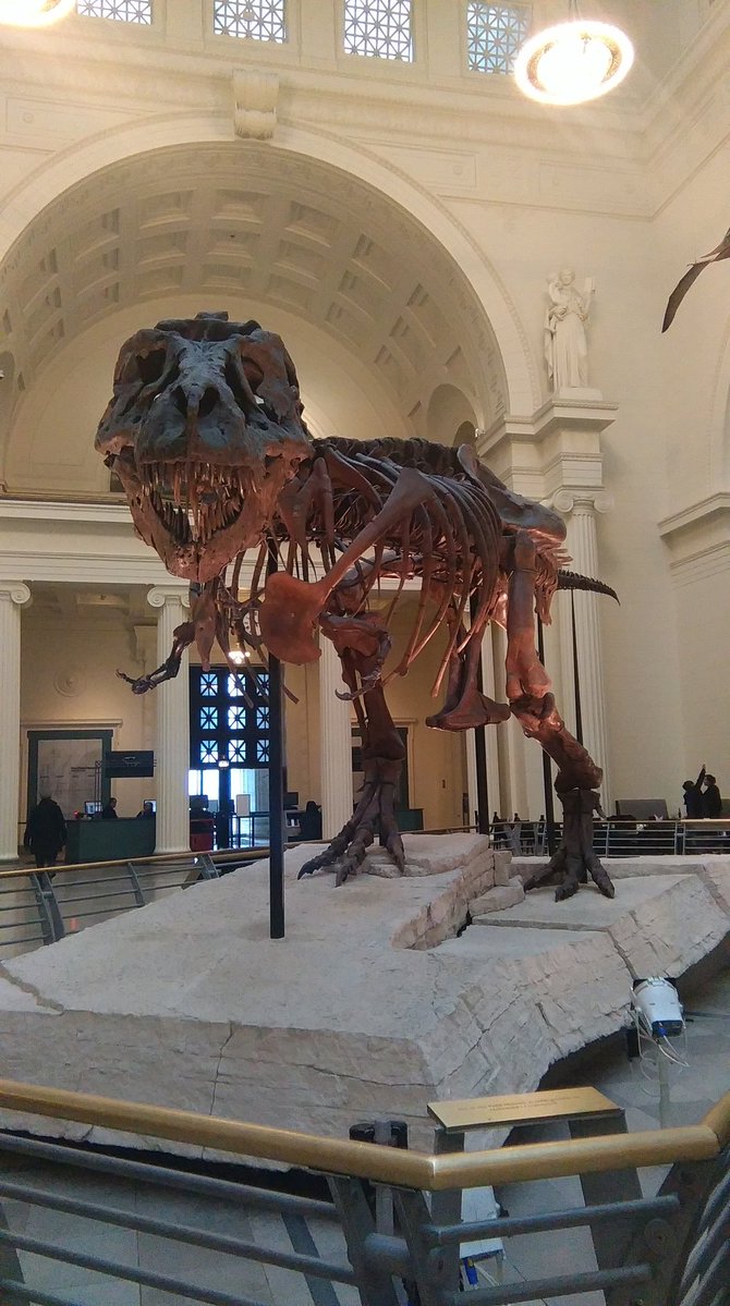 Dzień dinozaura 🦖
Szkielet tyranozaura "Sue" w Muzeum Historii Naturalnej w Chicago 🇺🇸