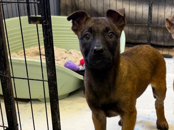 🐶PLEASE READ CAREFULLY – MONKEY IS NOT A GREENACRES RESCUE DOG🐶

💚We are sharing this post on behalf of Second Chances Animal Sanctuary💚

Monkey arrived into rescue from a welfare case alongside her siblings

🐕Monkey is approximately 12 weeks old

🐾She had very little