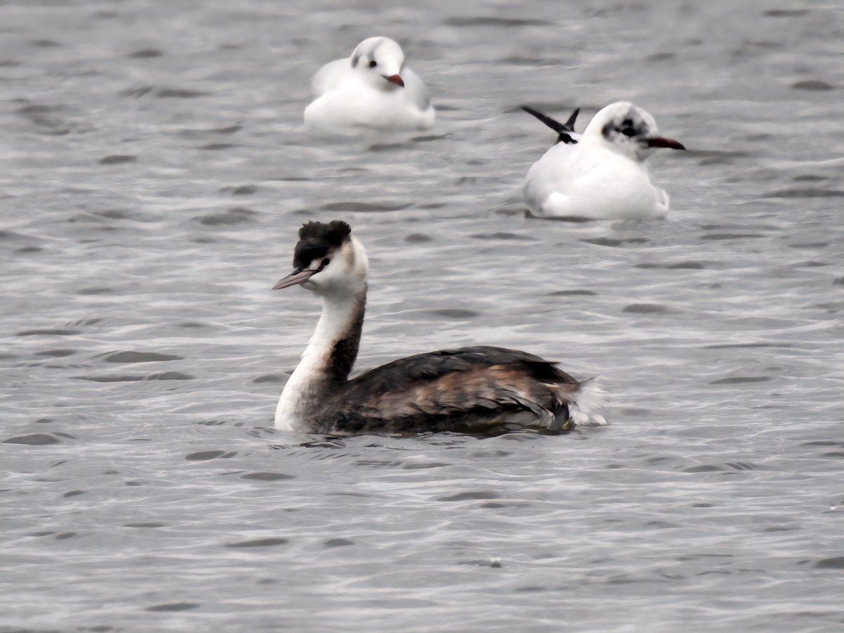 Gary Stones tweet media