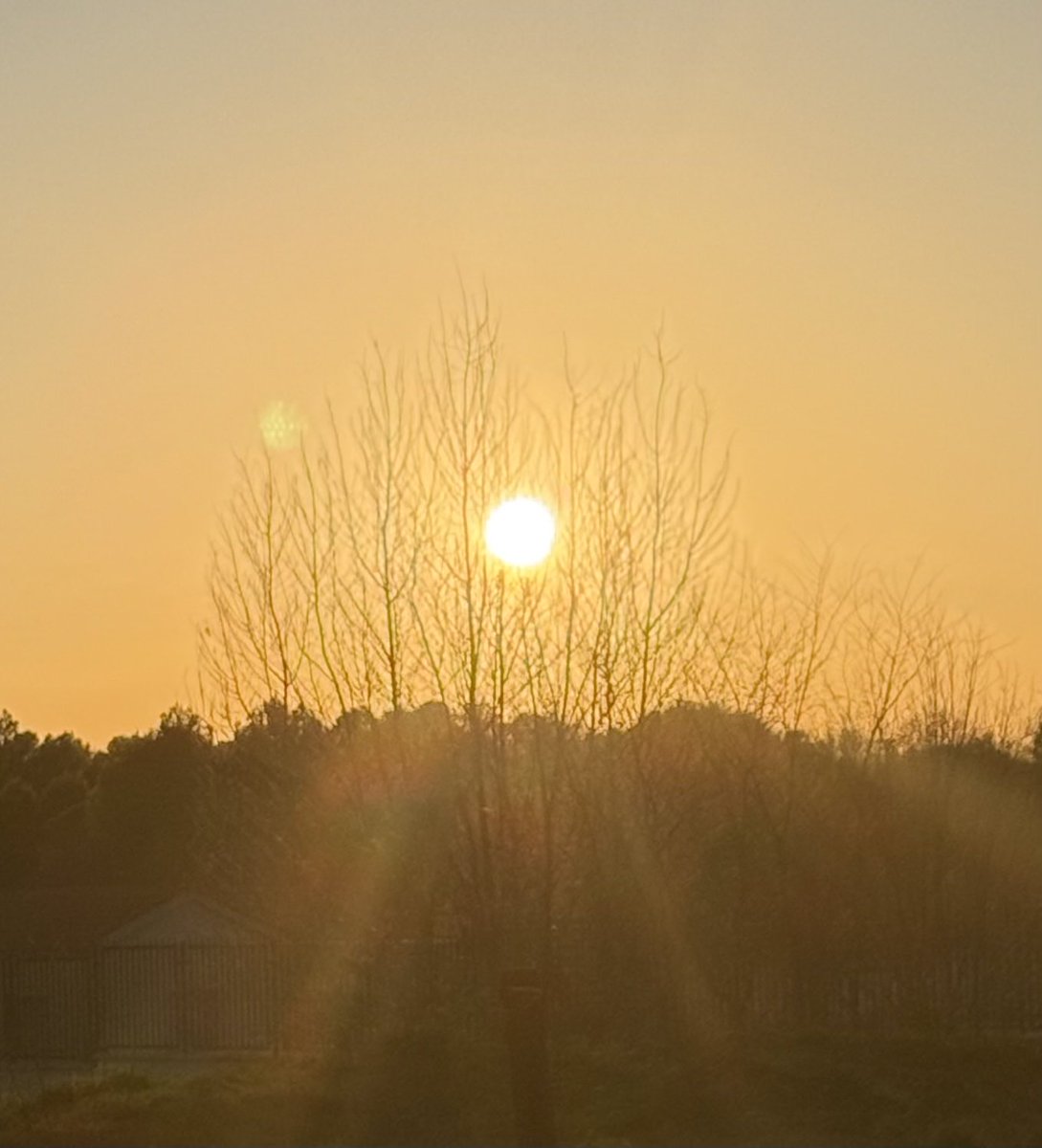ildefray's tweet photo. Puesta de sol junto a árboles de invierno 😜 https://t.co/wSiqOf2Juo