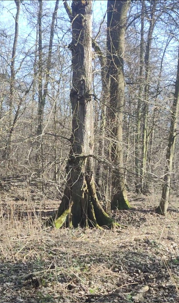 🌐 Amazonia is here tweet media