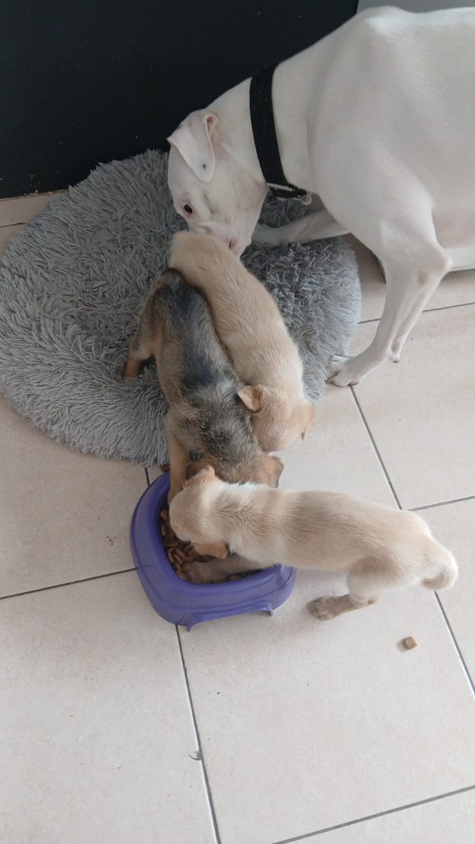 Vamos gente pudimos ubicar a 3!!!! Nos quedan 3 mas por sacar de ese infierno!!!! 1165444503