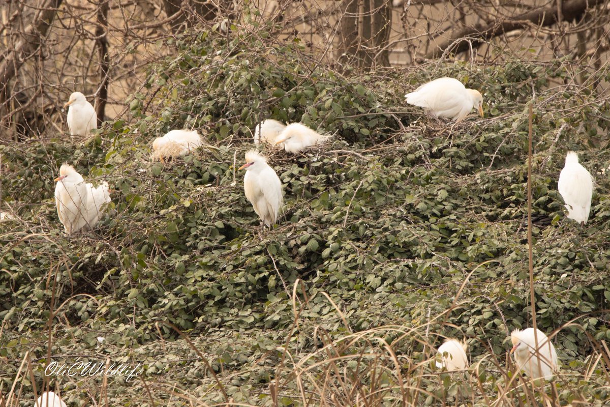 OliCWildlife tweet media