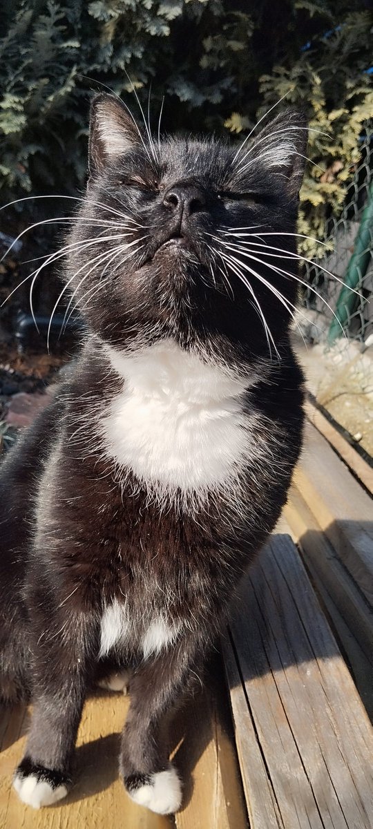 radikal277's tweet photo. Franek już czuje wiosnę 😻 https://t.co/eQVQV3LeAz