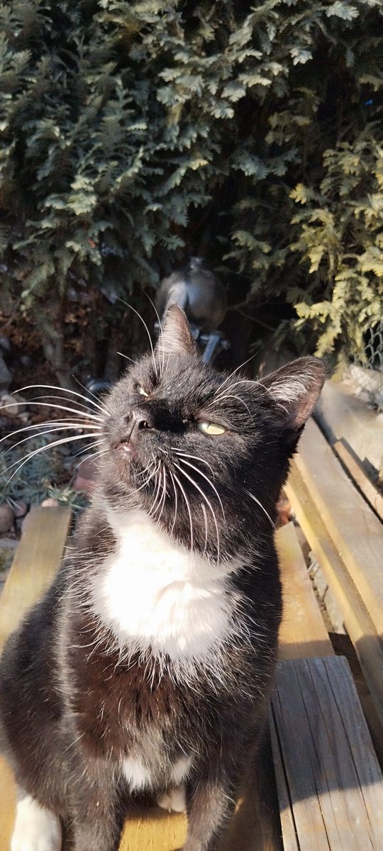 radikal277's tweet photo. Franek już czuje wiosnę 😻 https://t.co/eQVQV3LeAz