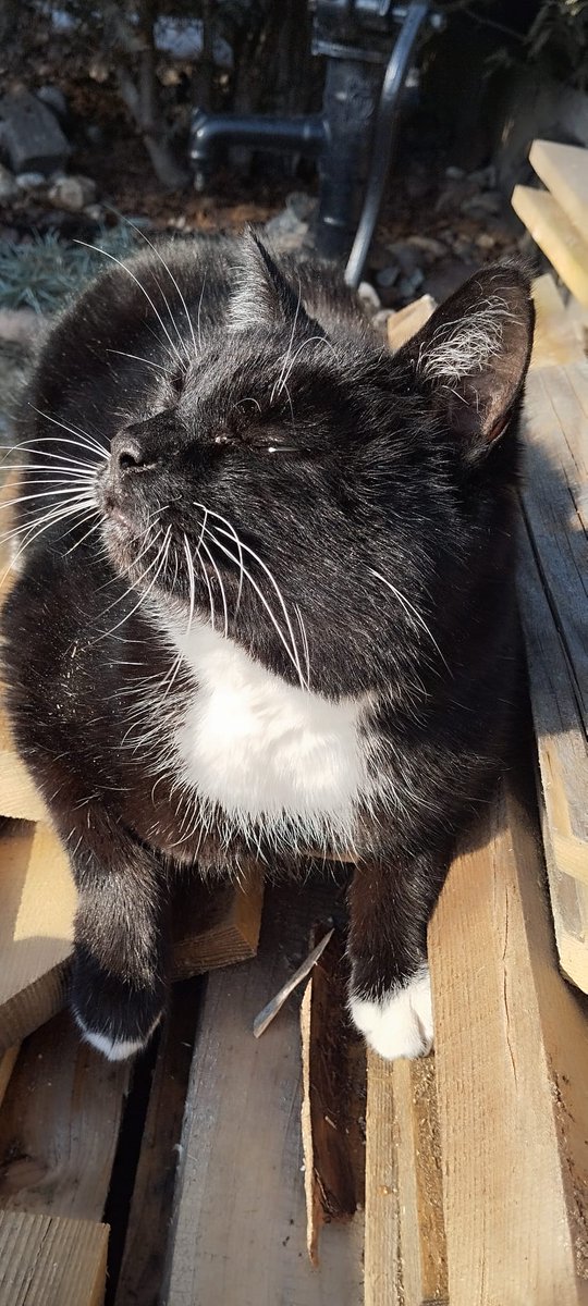 radikal277's tweet photo. Franek już czuje wiosnę 😻 https://t.co/eQVQV3LeAz