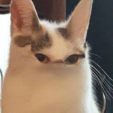 Franky Moretti tweet media