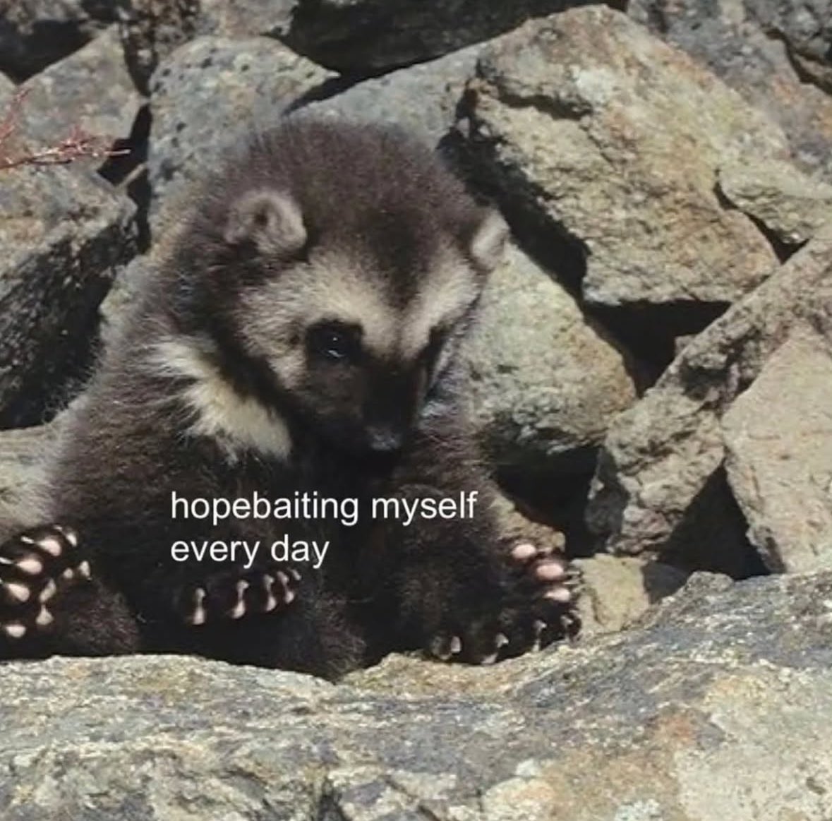 ✧ (@northstardoll) on Twitter photo 