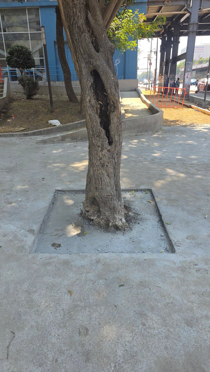 raztech2099's tweet photo. @AccionesBJ buen día el día de ayer pusieron concreto en la entrada del metro en plaza Victoria pero cometieron el error de ponerle concreto a la jardinera del árbol @SOBSECDMX Metro Villa de Cortes plaza Victoria https://t.co/qKUjxca7u4