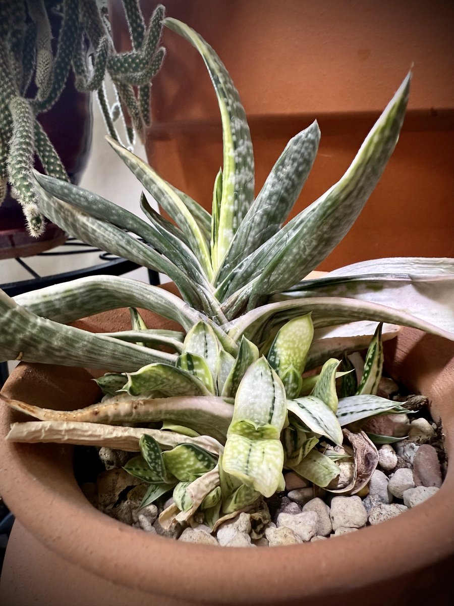 Alison Atwell tweet media