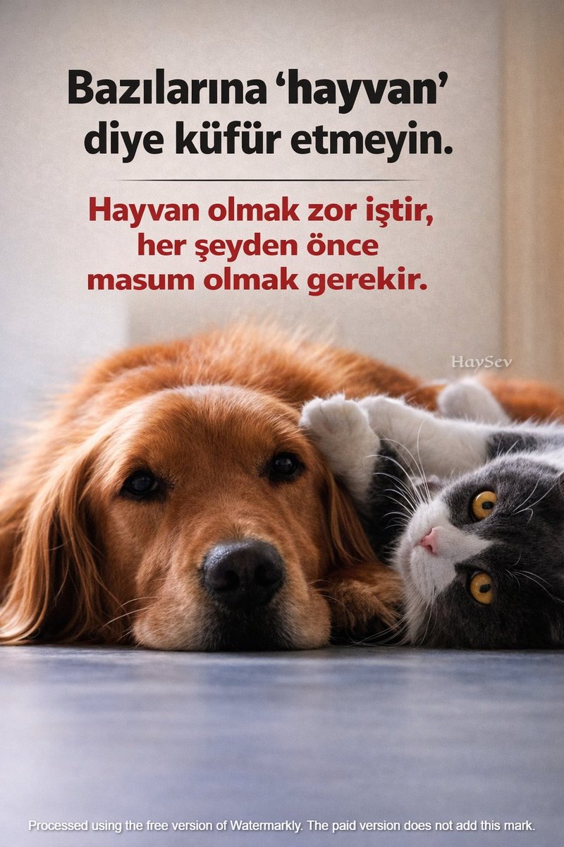 Vefa onlarda, sevgi onlarda, dostluk onlarda, dürüstlük onlarda. Çalmazlar, sövmezler, durup dururken öldürmezler. Paraya tamah etmez, hırs, kibir bilmezler... SADECE SEVERLER. Bir zahmet AZICIK HAYVAN OLUN!
#azıcıkhayvanolun