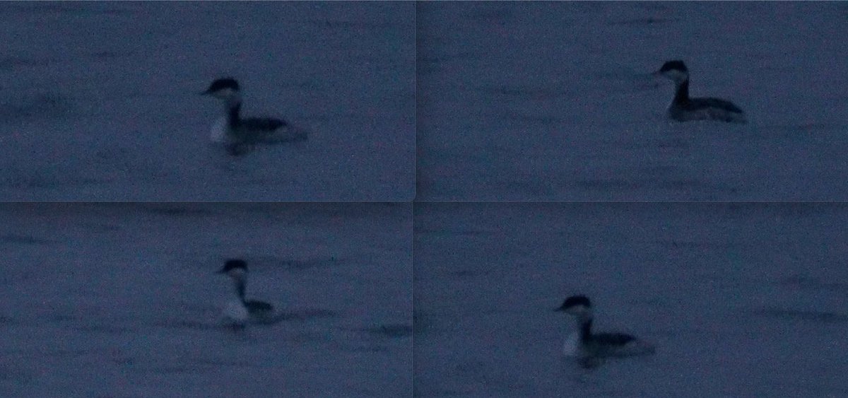 steclifton1's tweet photo. Just my 2nd Slavonian Grebe in the Scorton area in over 20yrs of birding here. Still just about birdable here at 6:30pm when these video grabs were taken. Camera ISO maxed out, as to all intents &amp; purposes it was dark!! @nybirdnews https://t.co/APzmH9i9lg