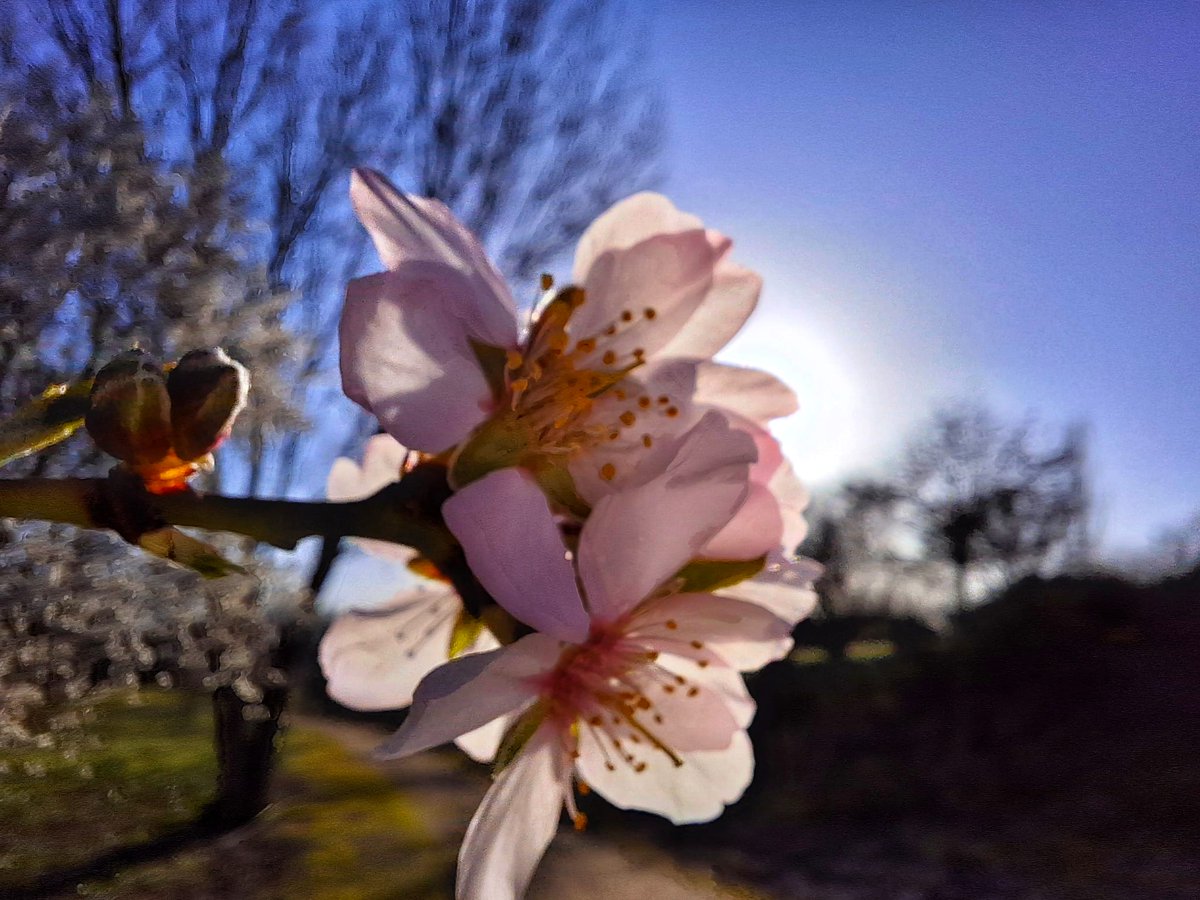 #Buendía #BuenosDias 
La primavera se abre camino.