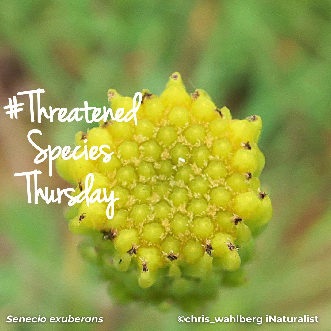 BotSocSA tweet media