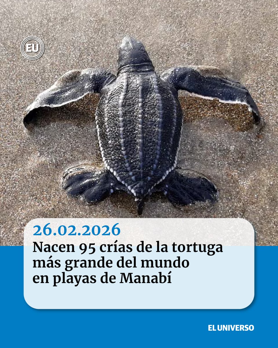 eluniversocom's tweet image. Nacen 95 crías de la #tortuga más grande del mundo en playas de #Manabí ow.ly/eYl050YmEz4