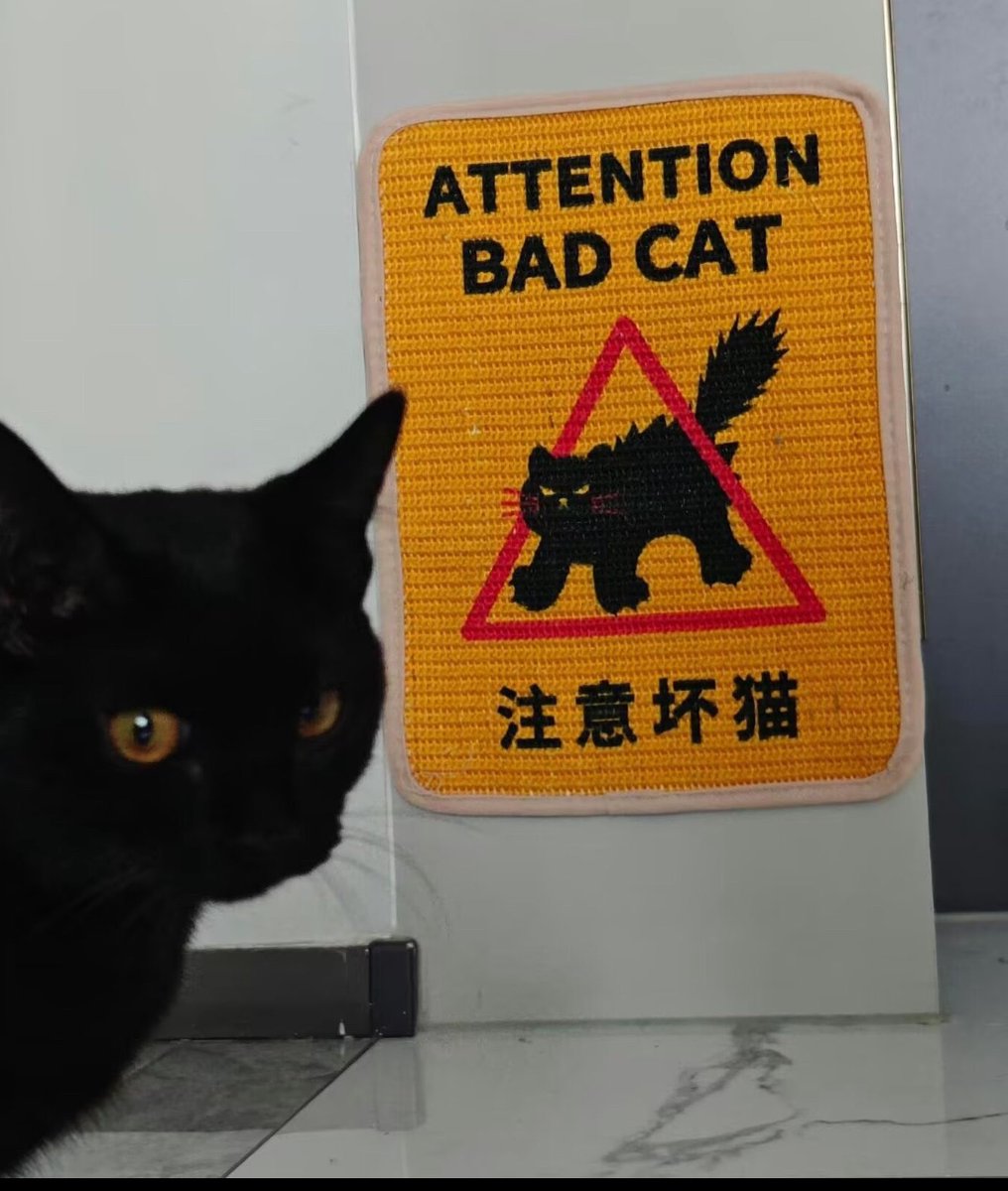 cats with powerful aura tweet media