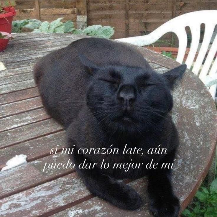 Dilo con gatitoz (@dilocongatitoz) on Twitter photo 