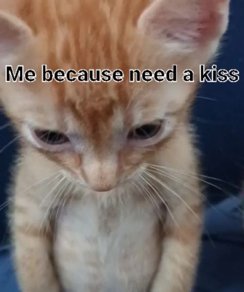 messages. tweet media