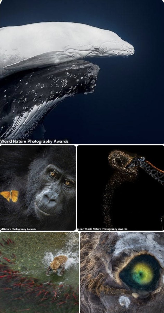 Австралийский фотограф Джоно Аллен стал победителем премии "Лучший мировой фотограф-натуралист года".
«Редкий горбатый кит», «Горилла с бабочкой», «Жираф», «Голодный медведь, преследующий рыб».