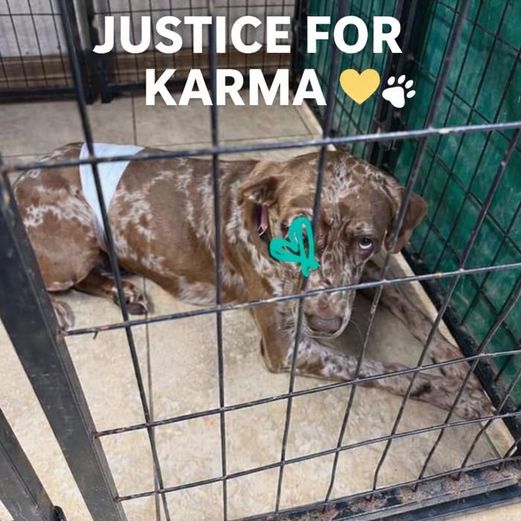 🚨 Justice for Karma 🚨

On Tuesday night, 2/24/26, between 9:00 and 9:30 PM, Karma was abandoned at Shy Pond Park in Lake Jackson, Texas.

The person who abandoned Karma is described as a blonde woman driving a black car.

As Karma chased after her owner, a vehicle struck her.