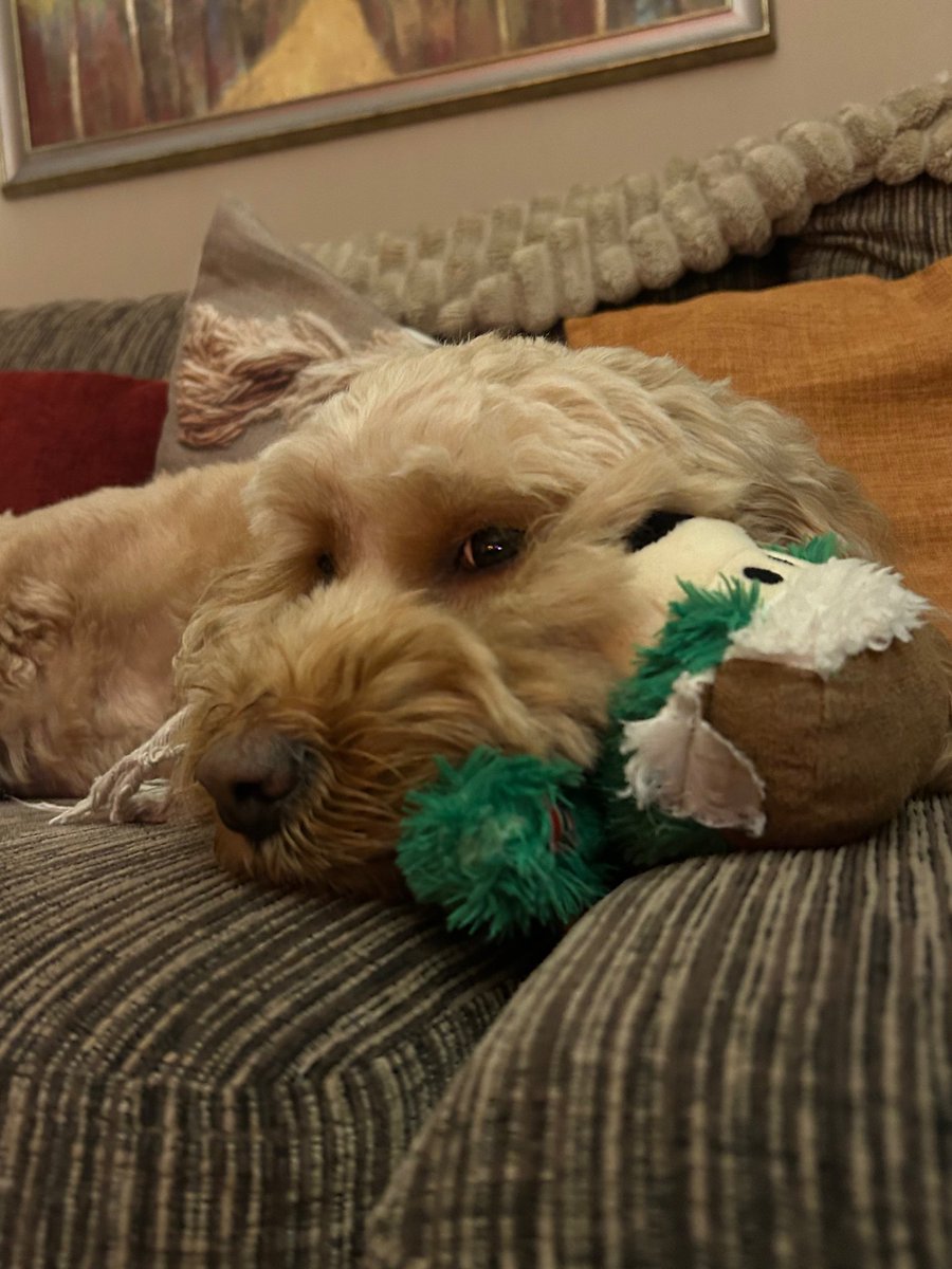 Callum McLaughlin tweet media