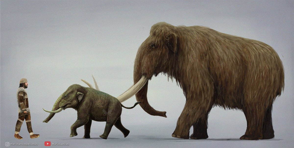 mariolanzas5's tweet image. Woolly Mammoth and Sardinian Mammoth, both from the ✨new video✨: youtube.com/watch?v=pSMEem… I made for the Quaternary Period ❄️ Example of the evolutionary impact the environment can have in the same genus #mammoth #evolution #insulardwarfism