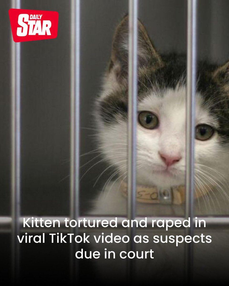 Protect_Wldlife's tweet photo. String the scumbags up 😡!

A defenceless kitten was tortured and raped in a viral TikTok video as suspects due in court.

Outrage has erupted after horrific footage of a kitten being subjected to shocking abuse was posted online, prompting animal rights campaigners to demand tough penalties.

The TikTok video depicted the kitten Rubby immobilised with adhesive tape, a cannabis cigar forced into its mouth, and sexual abuse.

A veterinary examination confirmed a vulvar tear on Rubby, indicating sexual violence.

 The case is being heard in Bourges, France.

Credit: Daily Star.