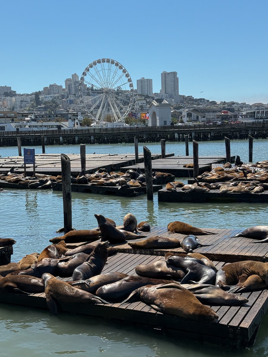 EmmyMiller457's tweet photo. Sea Lions at Pier 39 in San Francisco today https://t.co/Oxy7OHGWm9