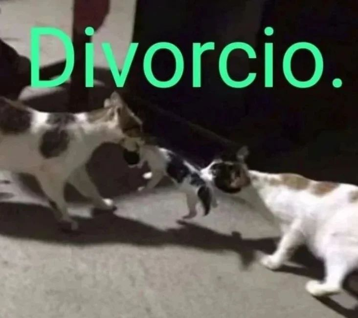 Punch Cat (@punchingcat) on Twitter photo 