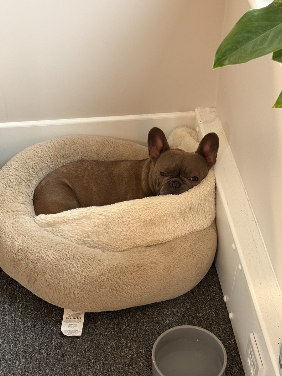 Life of a showLuke ⭐ tweet media