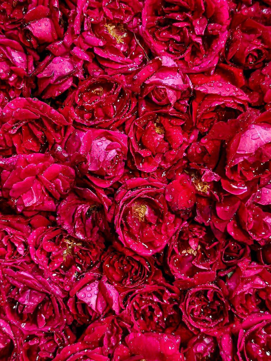 AbdNatiq24's tweet photo. A frame overflowing with petals and droplets,
where repetition, texture, and colour turn chaos into beauty.
#ShotOnSnapdragon #FebruaryFrames #OnePlus15
Shot on @oneplus 15 Powered by @Snapdragon https://t.co/GllPD6666k
