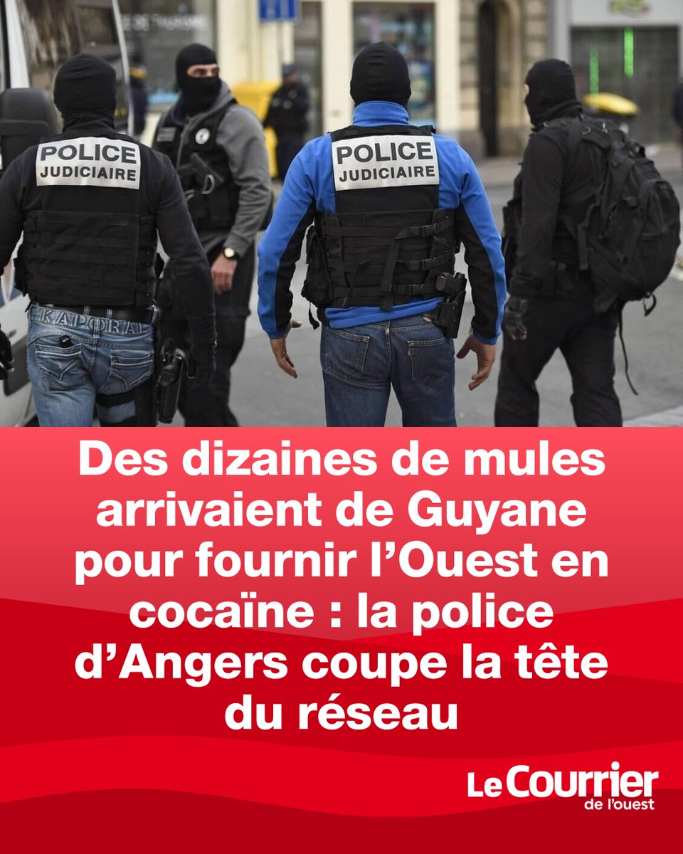 Des dizaines de mules arrivaient de Guyane pour fournir l’Ouest en cocaïne : la police d’Angers coupe la tête du réseau | Courrier de l'Ouest
➡️ l.ouest-france.fr/JTyT