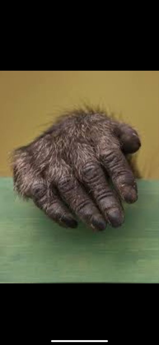 Grootman tweet media