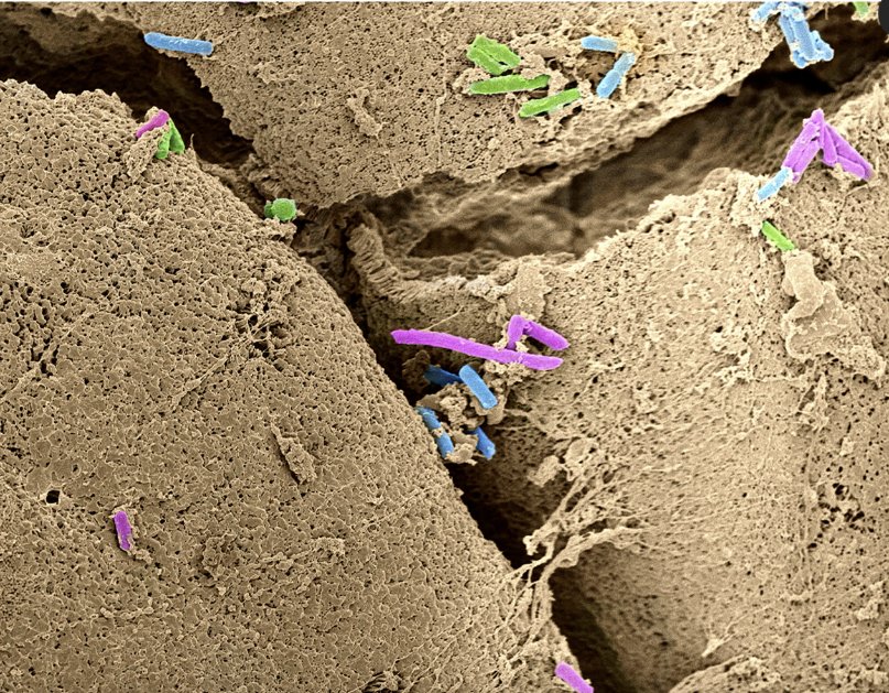 Agingdoc🩺Dr David Barzilai🔔MD PhD MS MBA DipABLM tweet media