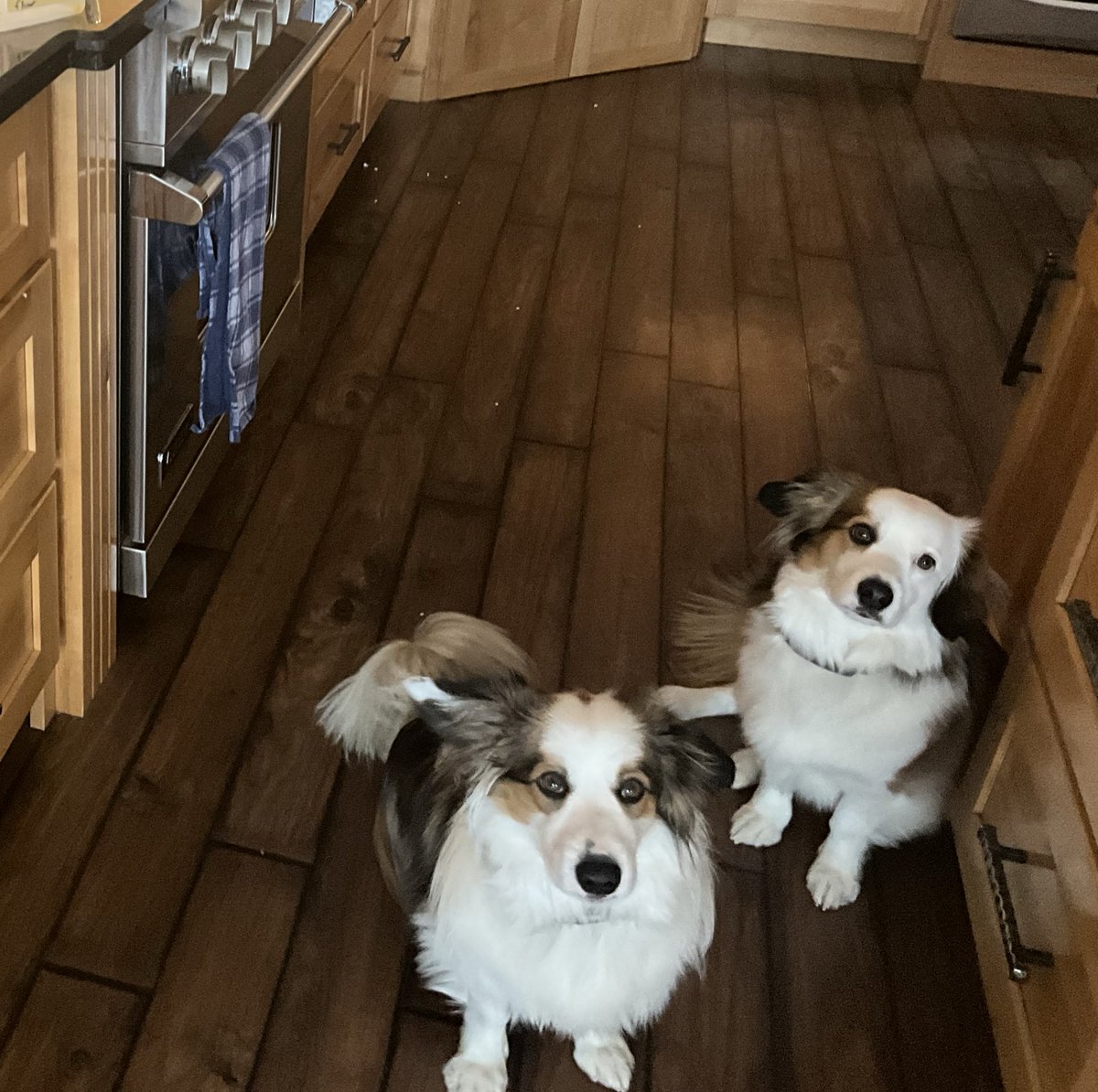 Bridget Schill tweet media