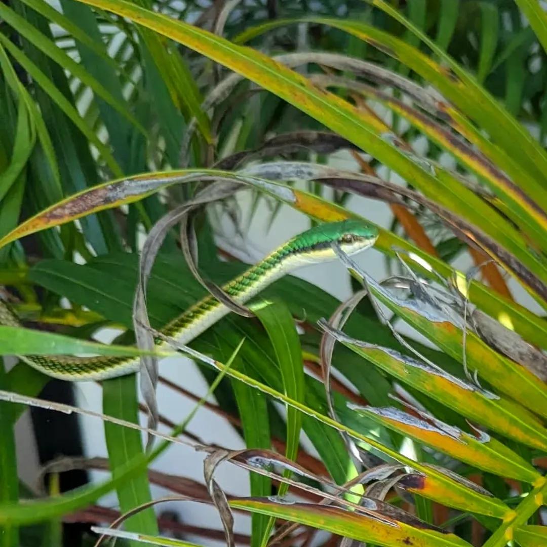 PMounou's tweet image. Merveilleuse rencontre au jardin ce matin! Ce superbe #serpent arboricole essayait d'attraper une grenouille. Il s'agit de la Couleuvre-perroquet mexicaine (Leptophis mexicanus), également connue sous le nom de culebra perico au Yucatán. 

1/2 👇

#snake #reptile #Mexique