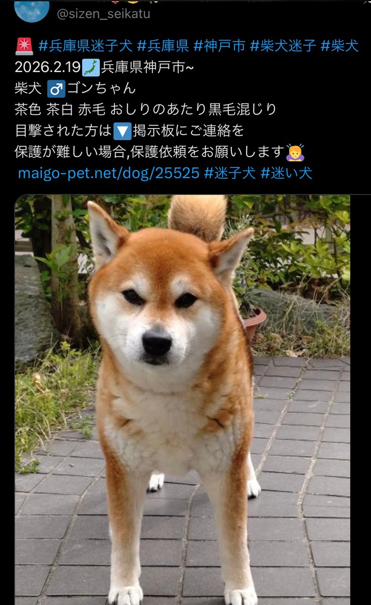 🌟無事解決🌟無事保護 気にかけてくださった皆さま ありがとうご