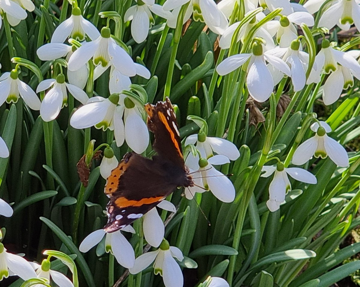 die_gritti's tweet photo. Da hüpft das Herz vor Freude ... flattert mir am 26. Februar der erste Schmetterling, ein wunderschöner Admiral, vor die Linse und nascht an den Schneeglöckchen https://t.co/Q3c51zOTik
