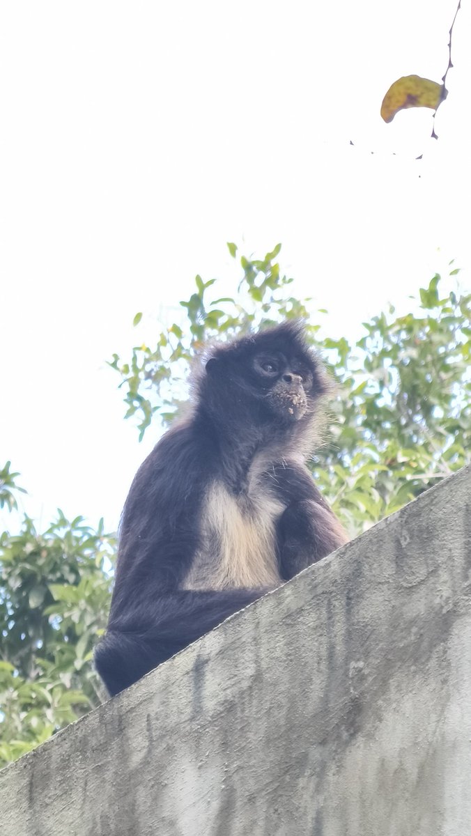 Energy Tulum tweet media