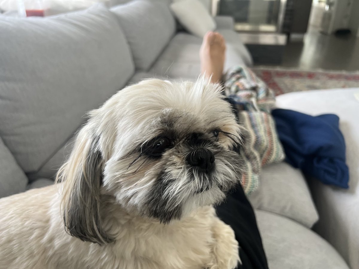 Ashkan Karbasfrooshan tweet media