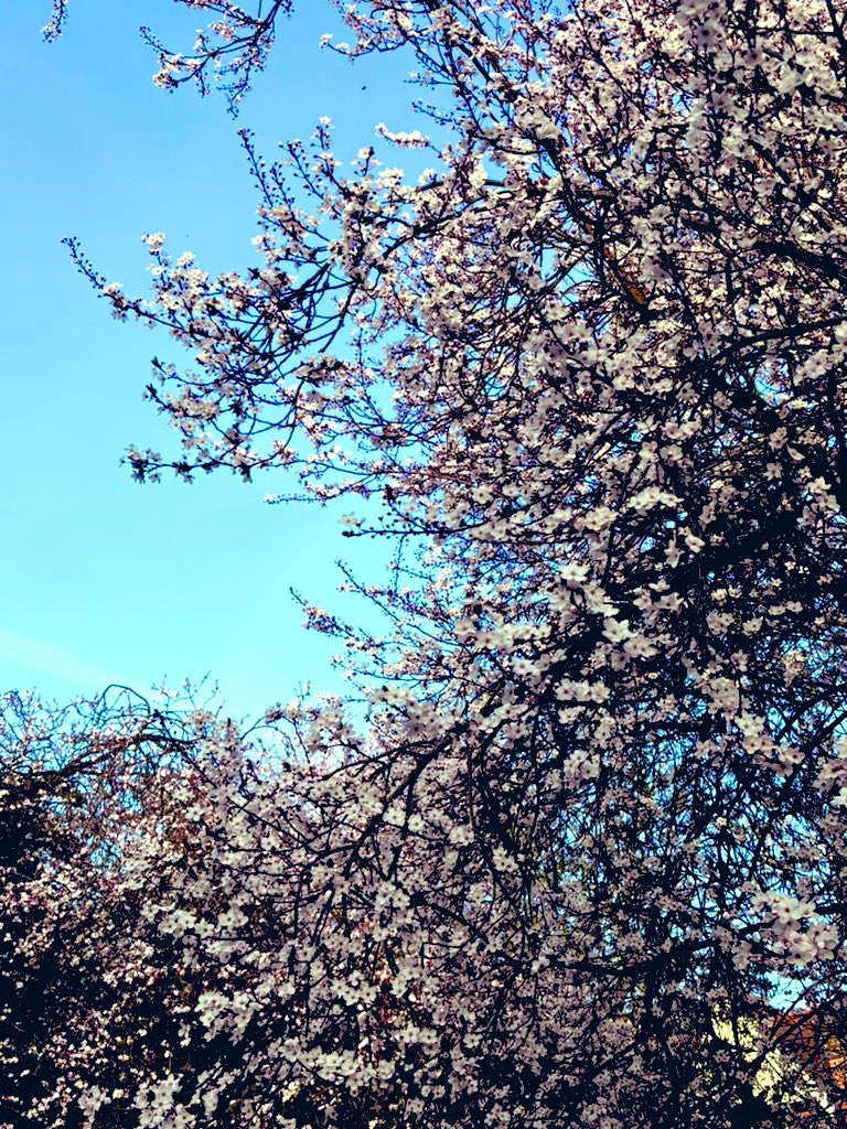 LaurantoniautiC's tweet photo. ~ It was a lovely sight, seeing the blossoms bloom beautifully on the way to gym the other day. ~🌸💕

#blossoms #blossomlover #blossomphotography #桜 #blueskies #springisnear https://t.co/hUjIdcM58K